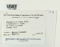 Drepanopeziza ribis image