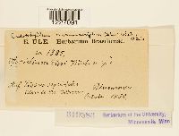 Endophyllum circumscriptum image