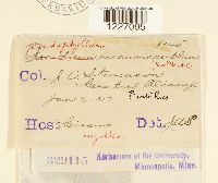 Endophyllum circumscriptum image