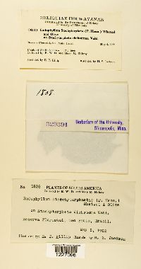 Endophyllum stachytarphetae image