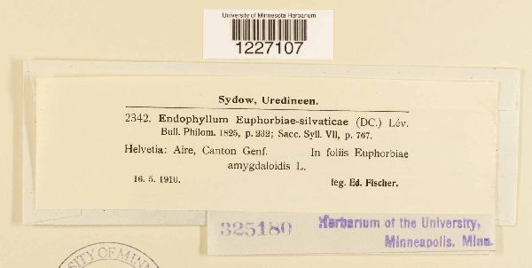 Endophyllum euphorbiae-silvaticae image