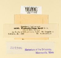 thumbnail image of current specimen