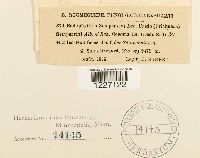 Endophyllum sempervivi image