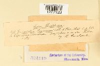 Endophyllum sempervivi image