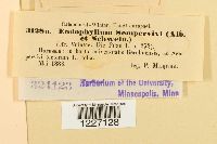 Endophyllum sempervivi image