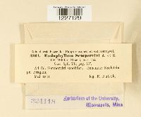 Endophyllum sempervivi image