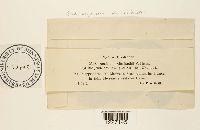 thumbnail image of current specimen