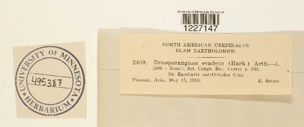 Eriosporangium evadens image