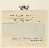 Frommea obtusa image