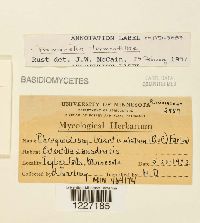 Frommeella tormentillae image