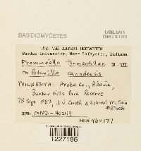 Frommeella tormentillae image