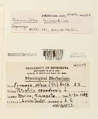 Frommeella tormentillae image