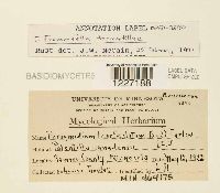 Frommeella tormentillae image