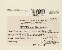 Frommeella tormentillae image