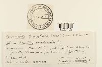 Frommeella tormentillae image