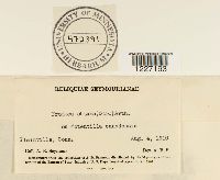 Frommeella tormentillae image