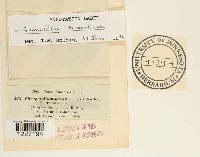 Frommeella tormentillae image