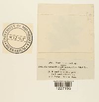 Frommeella tormentillae image