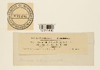 Frommeella tormentillae image