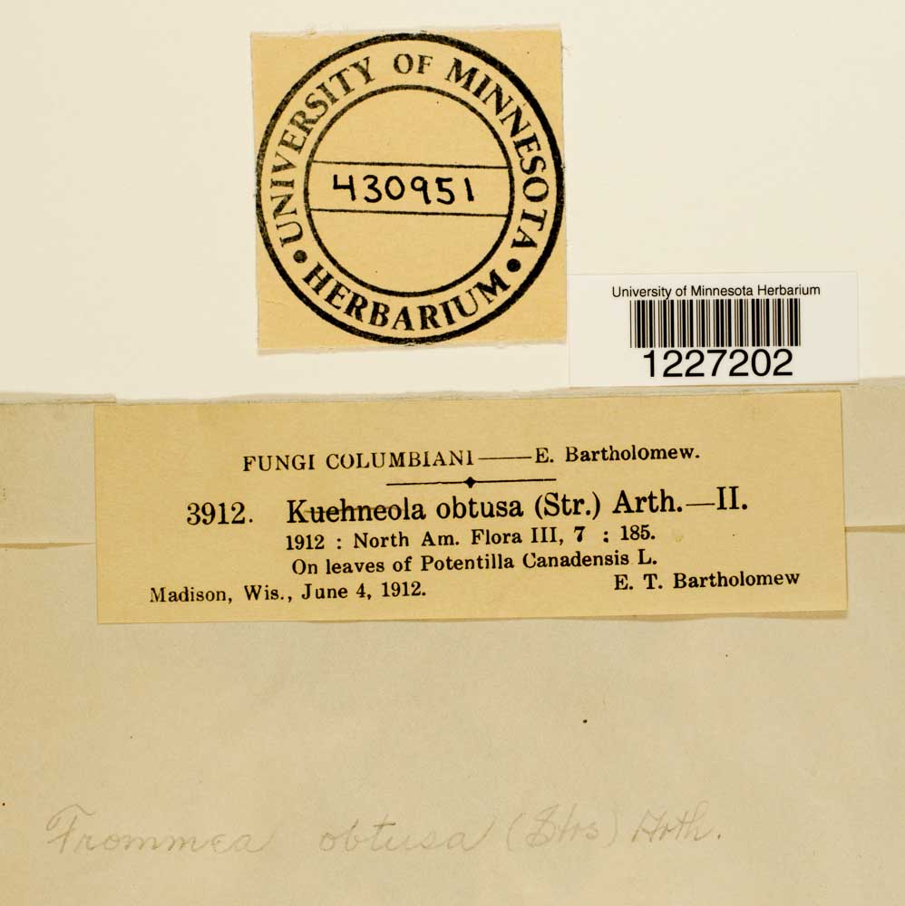 Frommeella tormentillae image