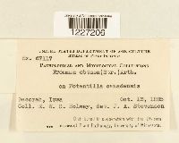 Frommeella tormentillae image