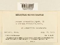 Frommeella tormentillae image