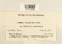 Frommeella tormentillae image