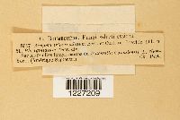 Frommeella tormentillae image