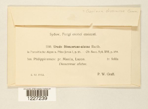 Goplana dioscoreae image