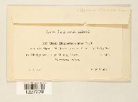 Media resource of Goplana dioscoreae