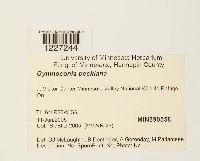 Arthuriomyces peckianus image