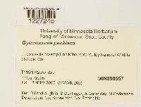 Arthuriomyces peckianus image