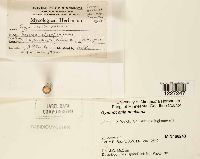 Arthuriomyces peckianus image