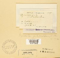 Arthuriomyces peckianus image