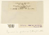 Arthuriomyces peckianus image