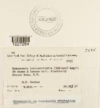 Gymnoconia interstitialis image