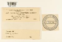 Gymnoconia interstitialis image