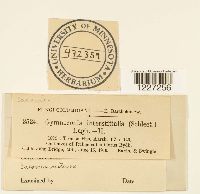 Gymnoconia interstitialis image