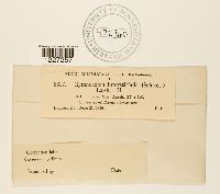 Gymnoconia interstitialis image