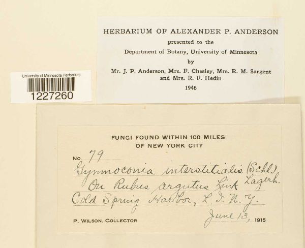 Gymnoconia interstitialis image