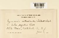 Gymnoconia interstitialis image