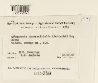 Gymnoconia interstitialis image