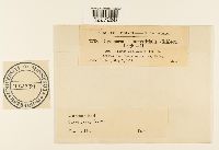 Arthuriomyces peckianus image