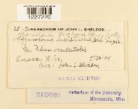 Arthuriomyces peckianus image