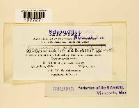 Arthuriomyces peckianus image