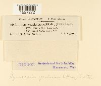 Arthuriomyces peckianus image