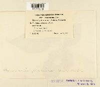 Arthuriomyces peckianus image