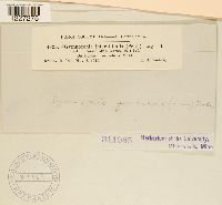 Arthuriomyces peckianus image