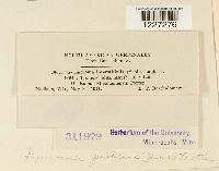 Arthuriomyces peckianus image