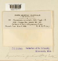 Arthuriomyces peckianus image